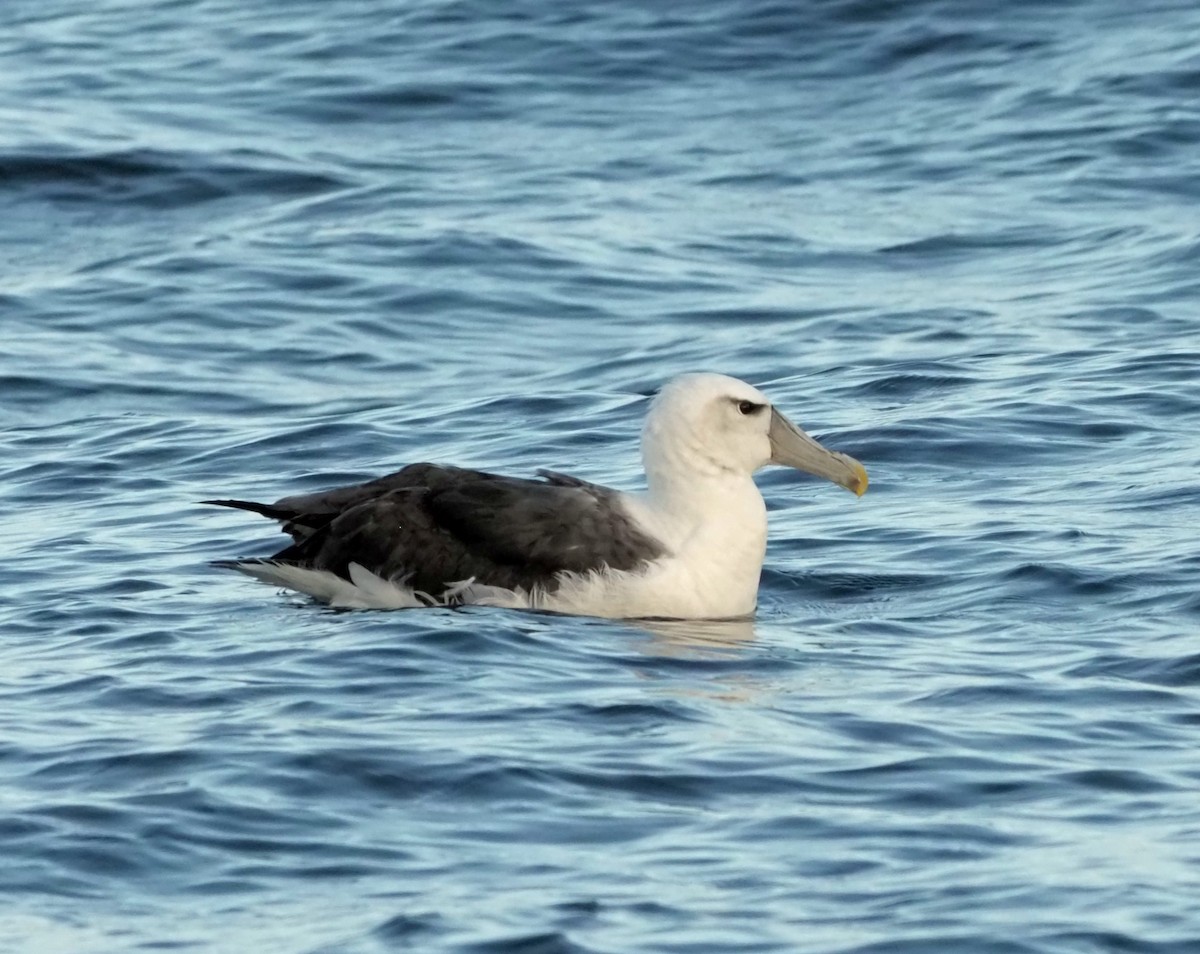 White-capped Albatross - Sue Lee