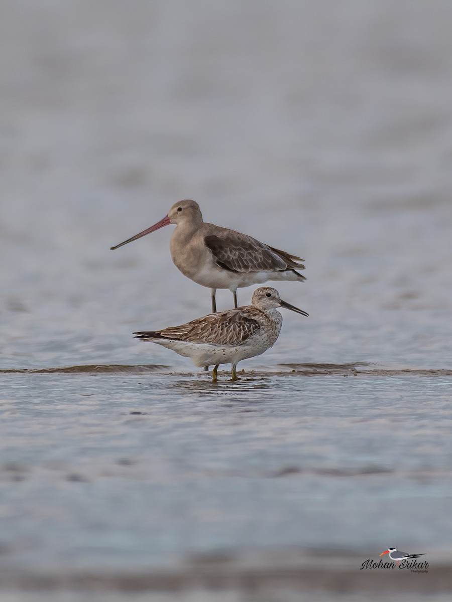 Great Knot - ML610958016