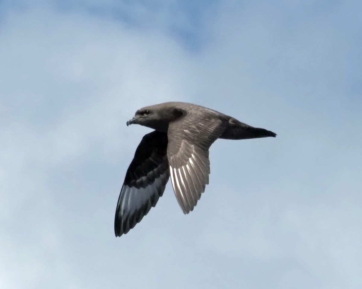 Kermadec Petrel - ML610958062