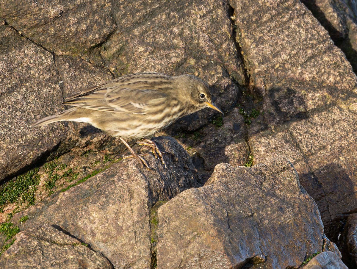 Rock Pipit - ML610958184