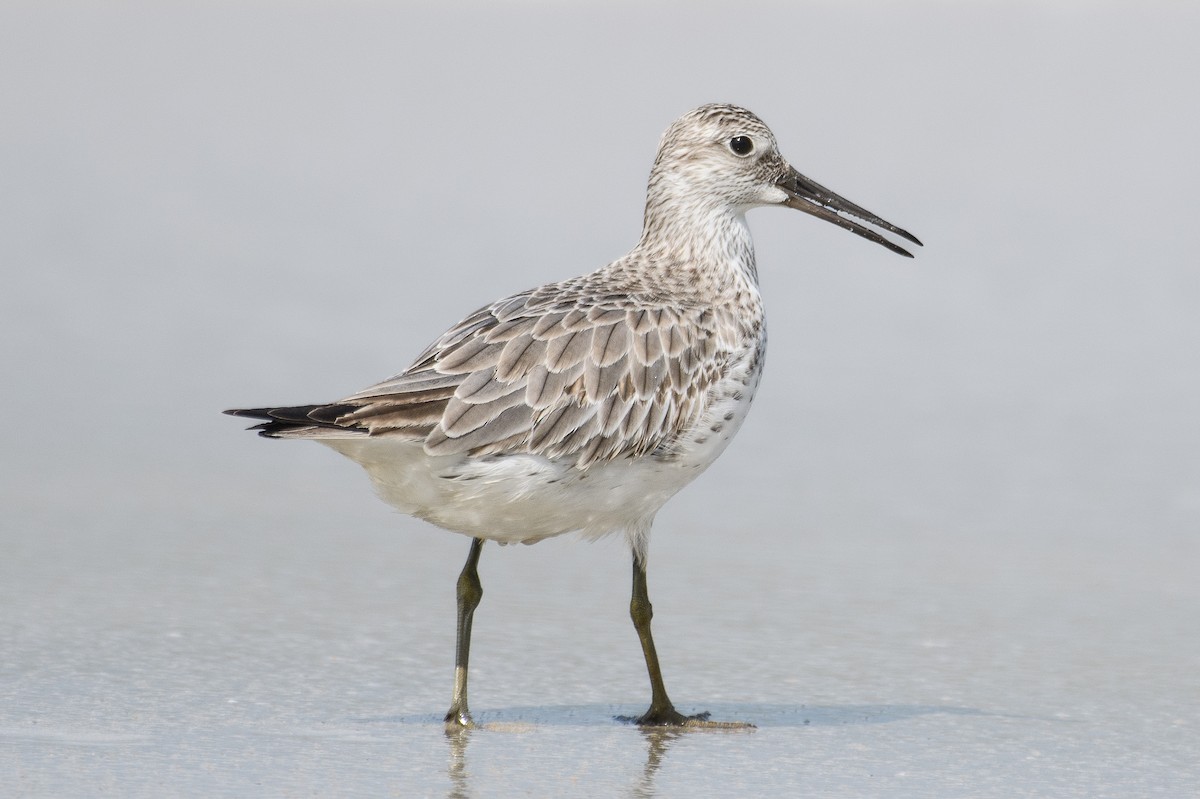 Great Knot - ML610958197