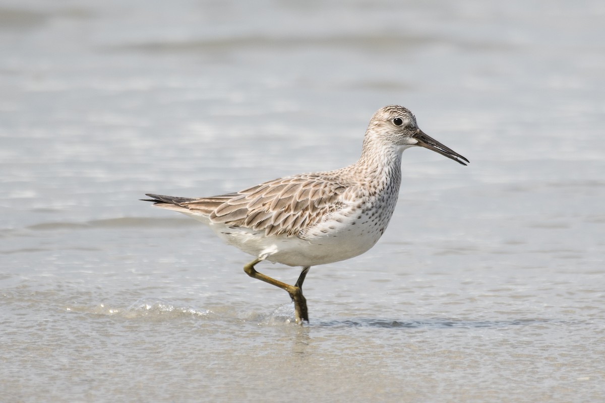 Great Knot - ML610958198