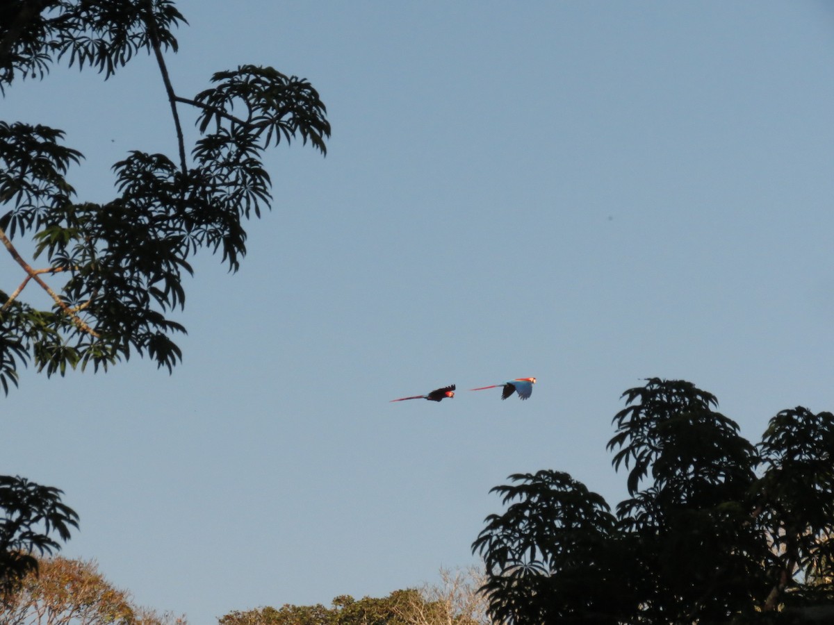 Red-and-green Macaw - ML610958204