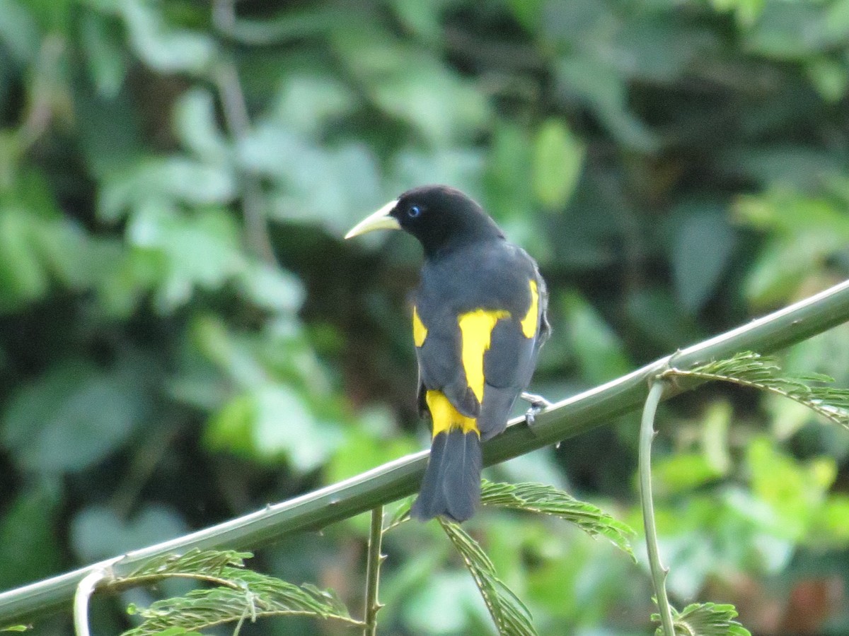 Yellow-rumped Cacique - ML610958208