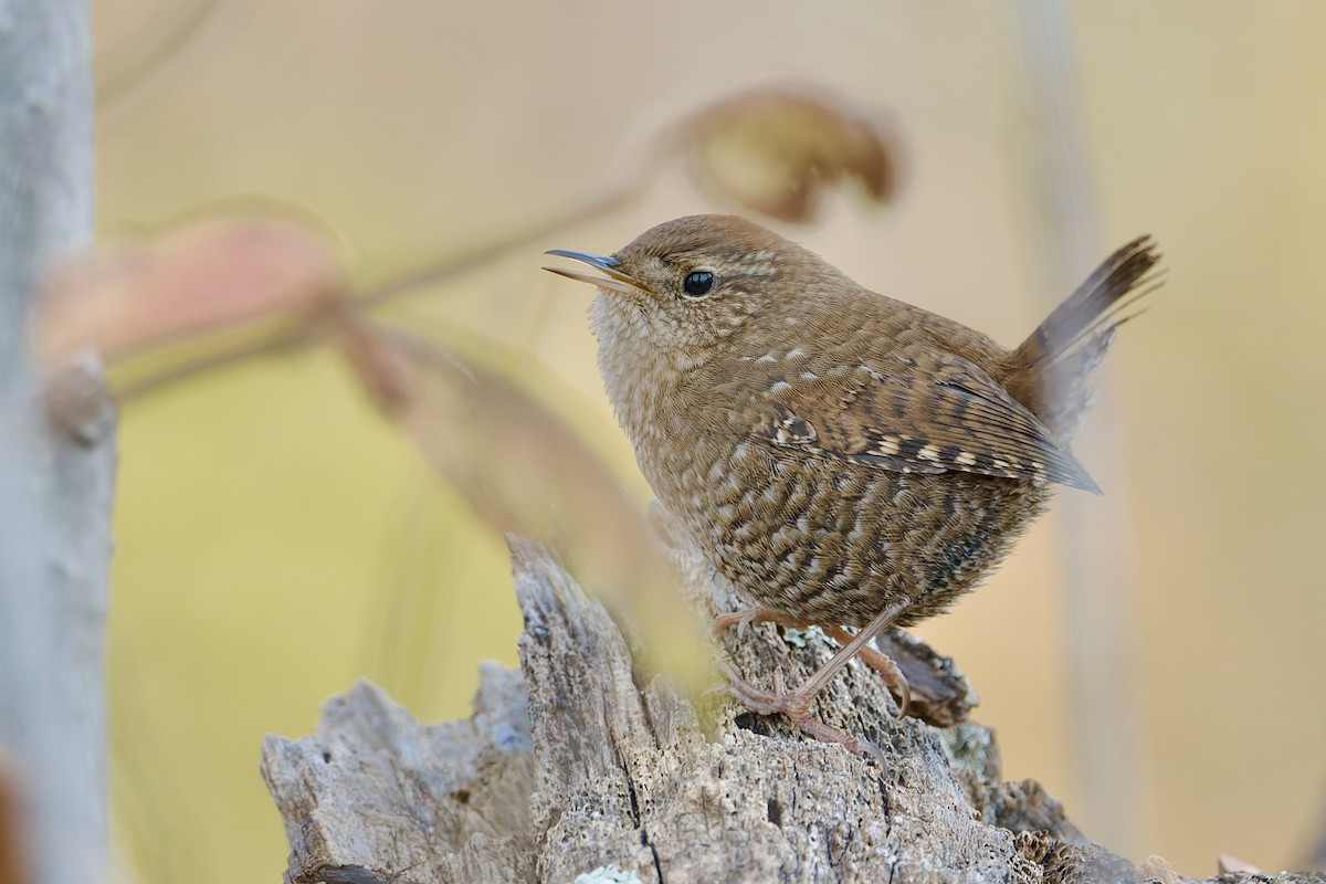 Winter Wren - ML610958219