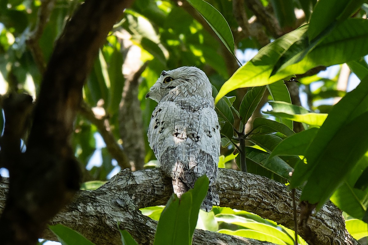 Northern Potoo - ML610958292