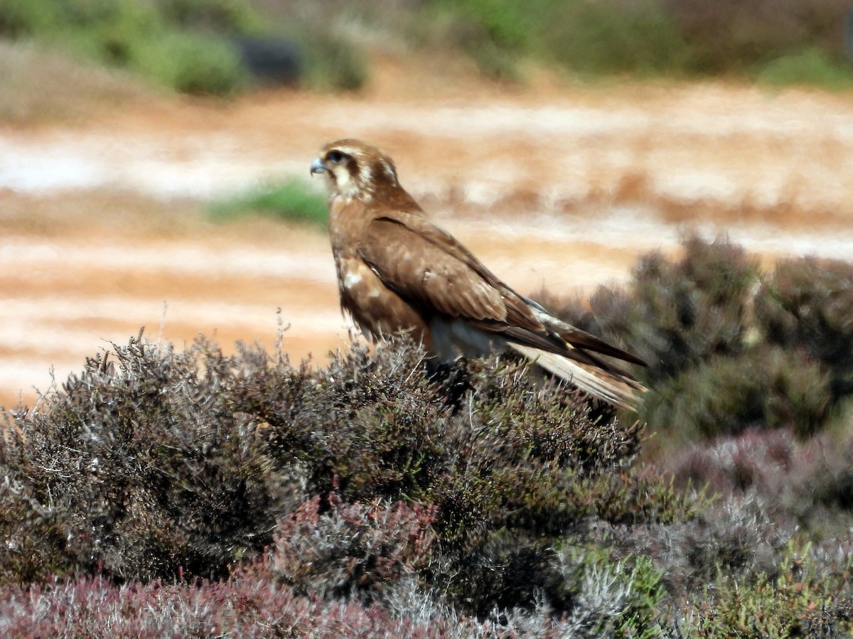 Brown Falcon - ML610958310