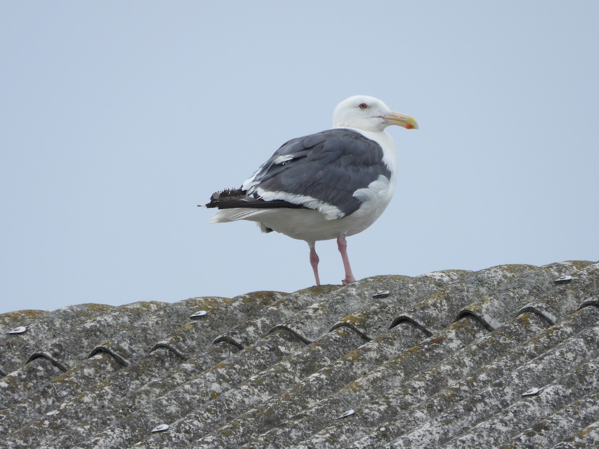 Slaty-backed Gull - Sundar Lakshmanan