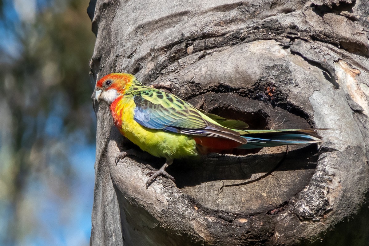 Eastern Rosella - ML610958404