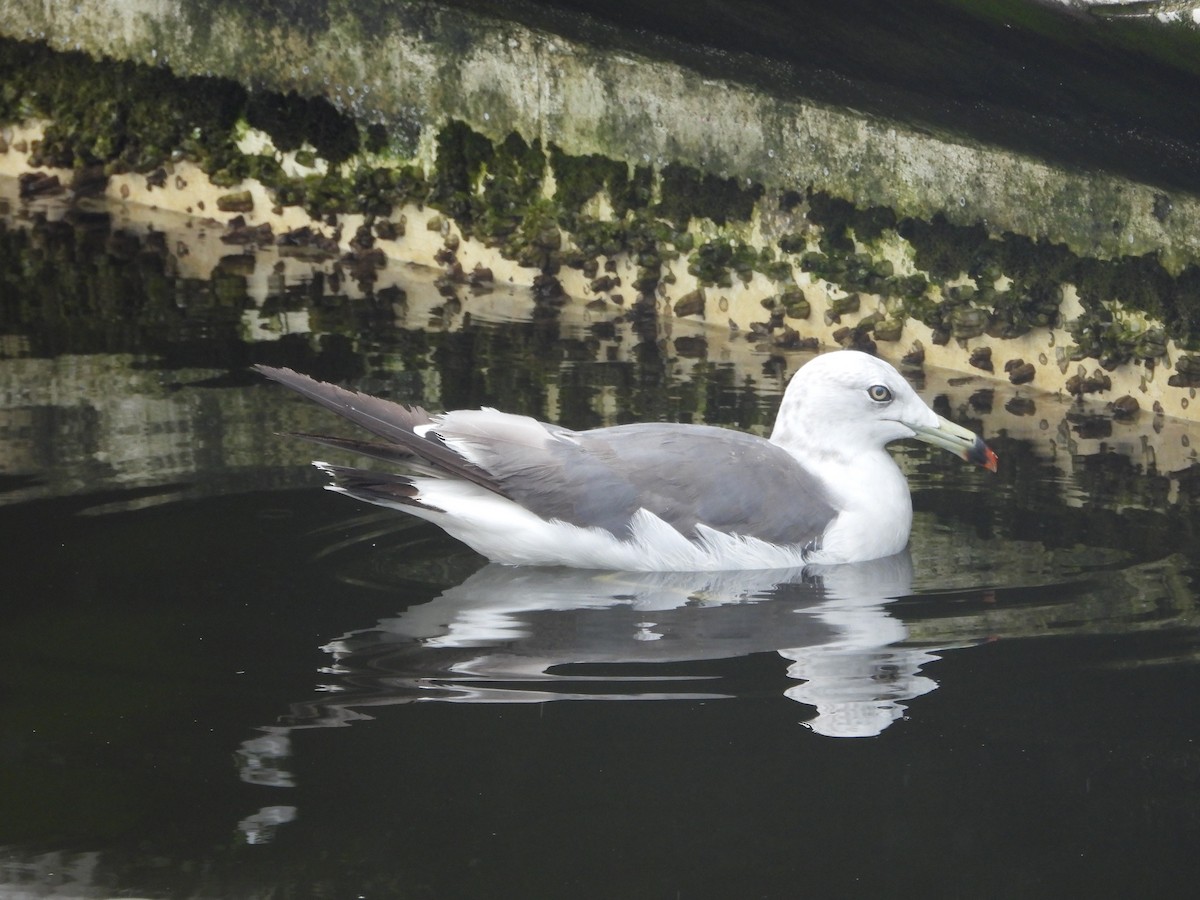 Black-tailed Gull - Sundar Lakshmanan