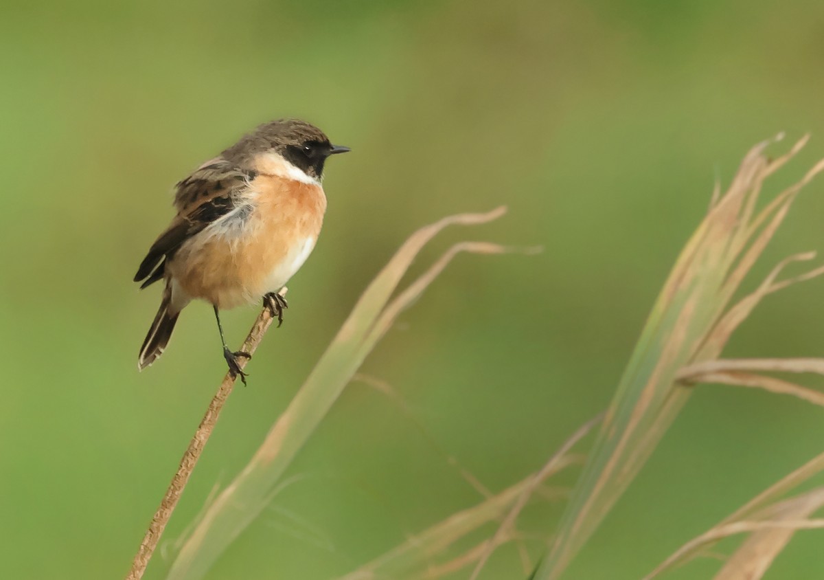 European Stonechat - ML610958431