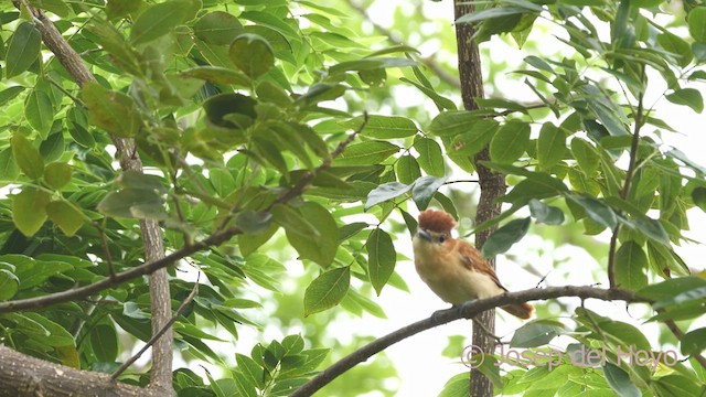 Cinnamon Becard - ML610958445