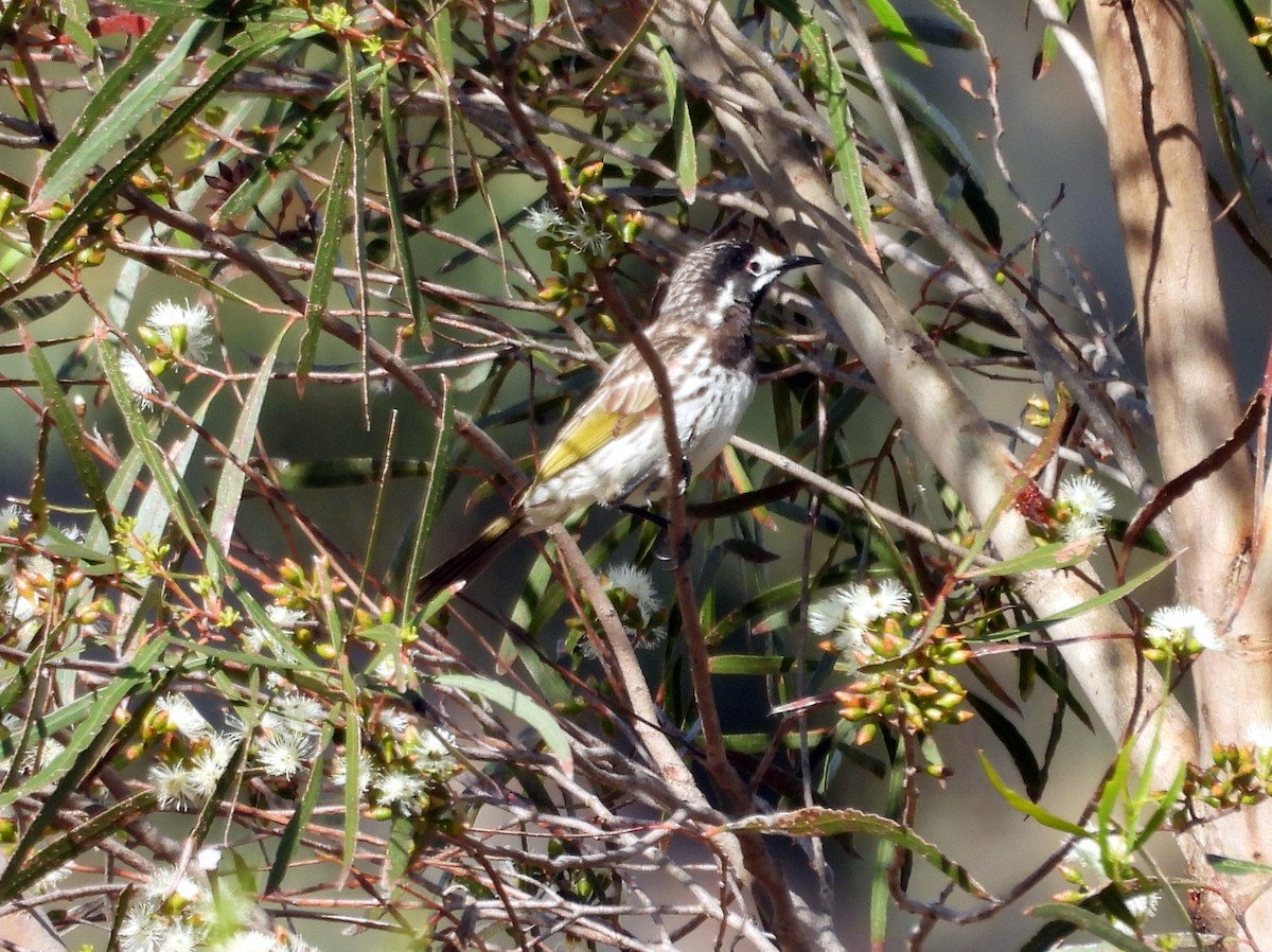 White-fronted Honeyeater - ML610958446