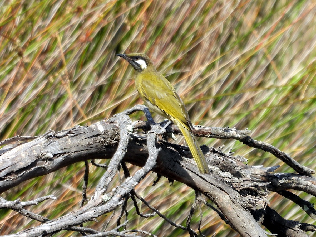 White-eared Honeyeater - ML610958472