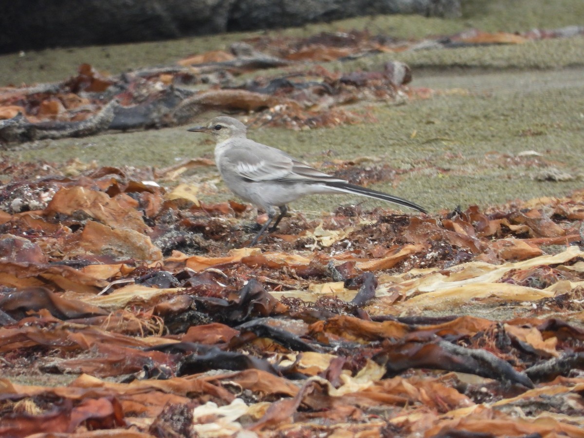 White Wagtail - Sundar Lakshmanan