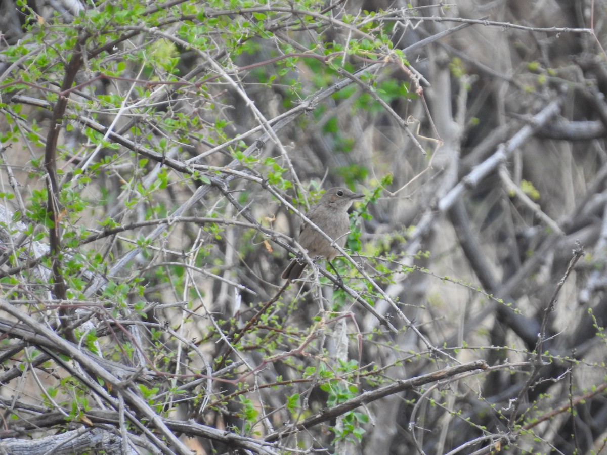 Brown-tailed Chat - Ashwin Viswanathan