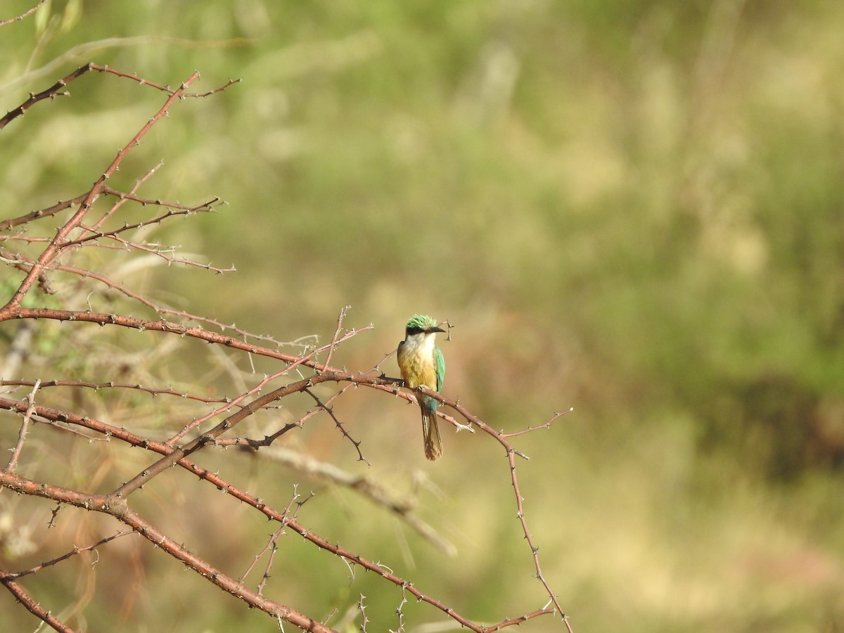 Somali Bee-eater - Ashwin Viswanathan