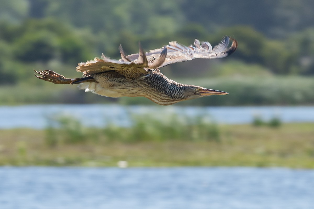 Pinnated Bittern - Fernando Vidal Volpe