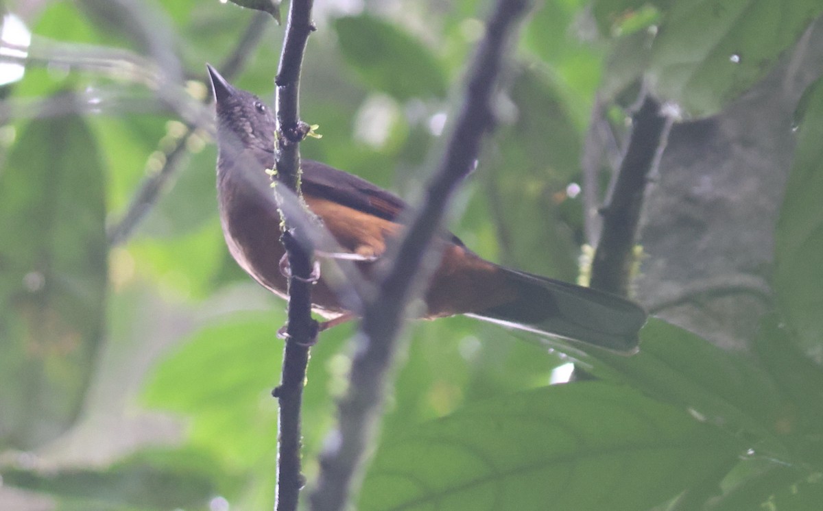 White-tailed Ant-Thrush - ML610958649