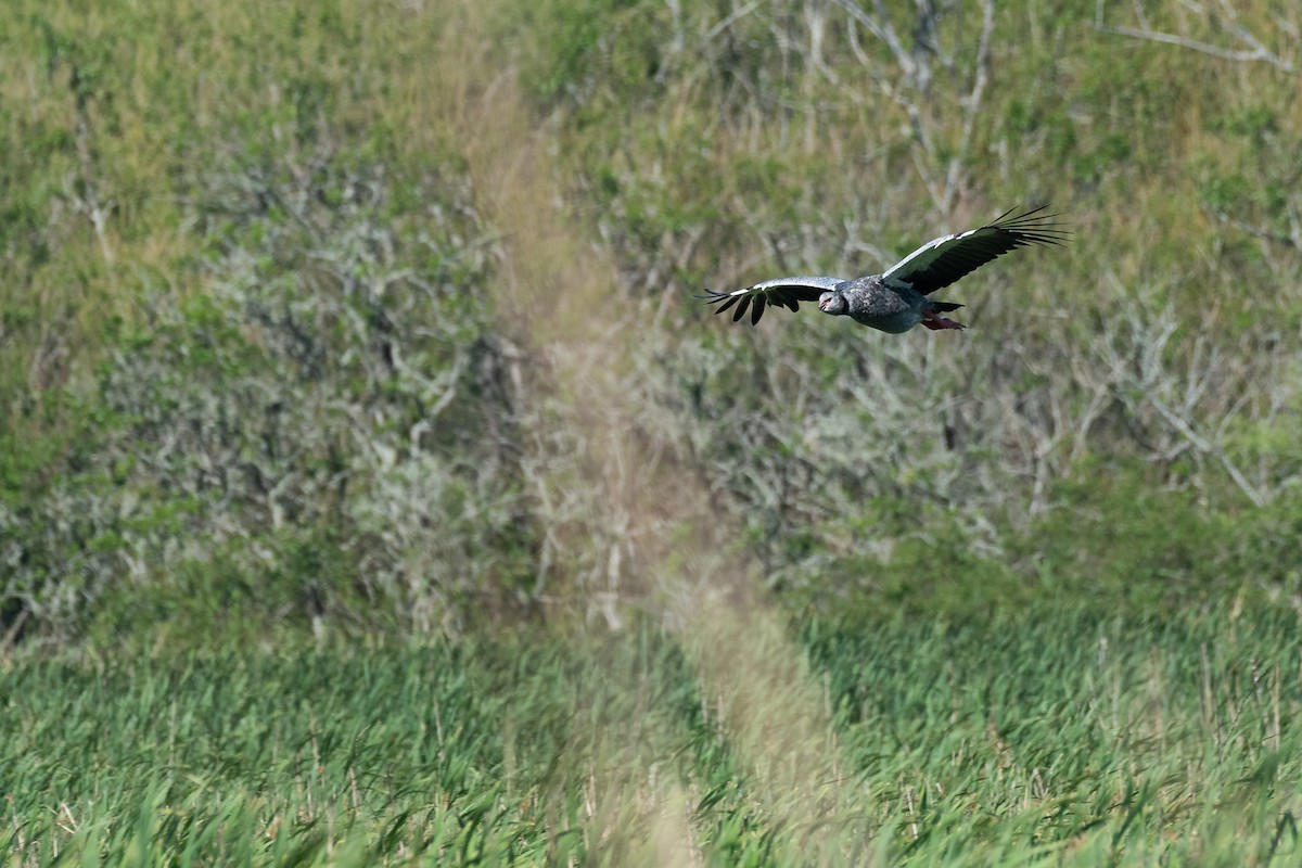 Southern Screamer - ML610958715