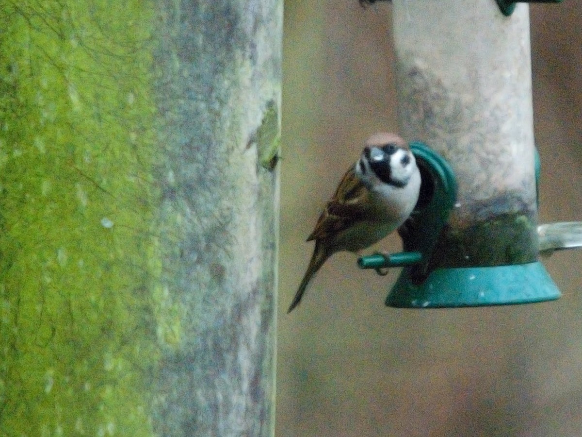 Eurasian Tree Sparrow - ML610958719