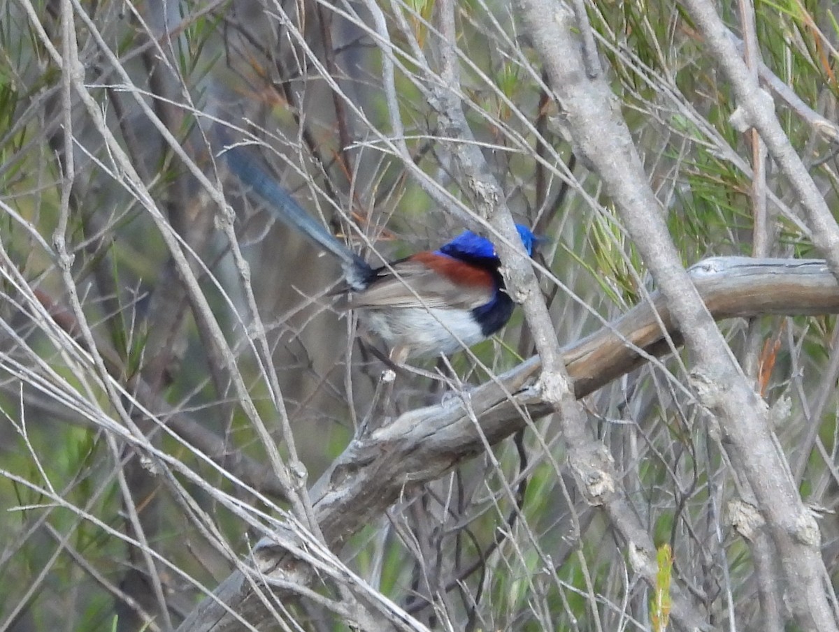 Purple-backed Fairywren - ML610958748