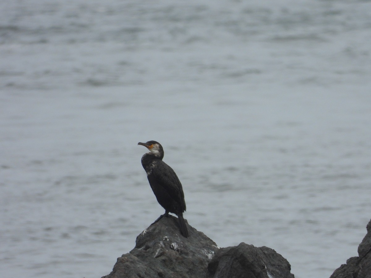 Japanese Cormorant - Sundar Lakshmanan