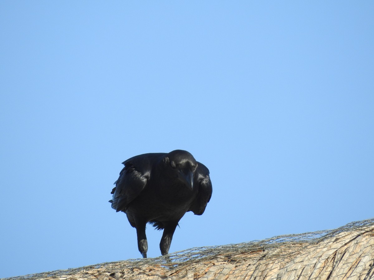 Fan-tailed Raven - ML610958792
