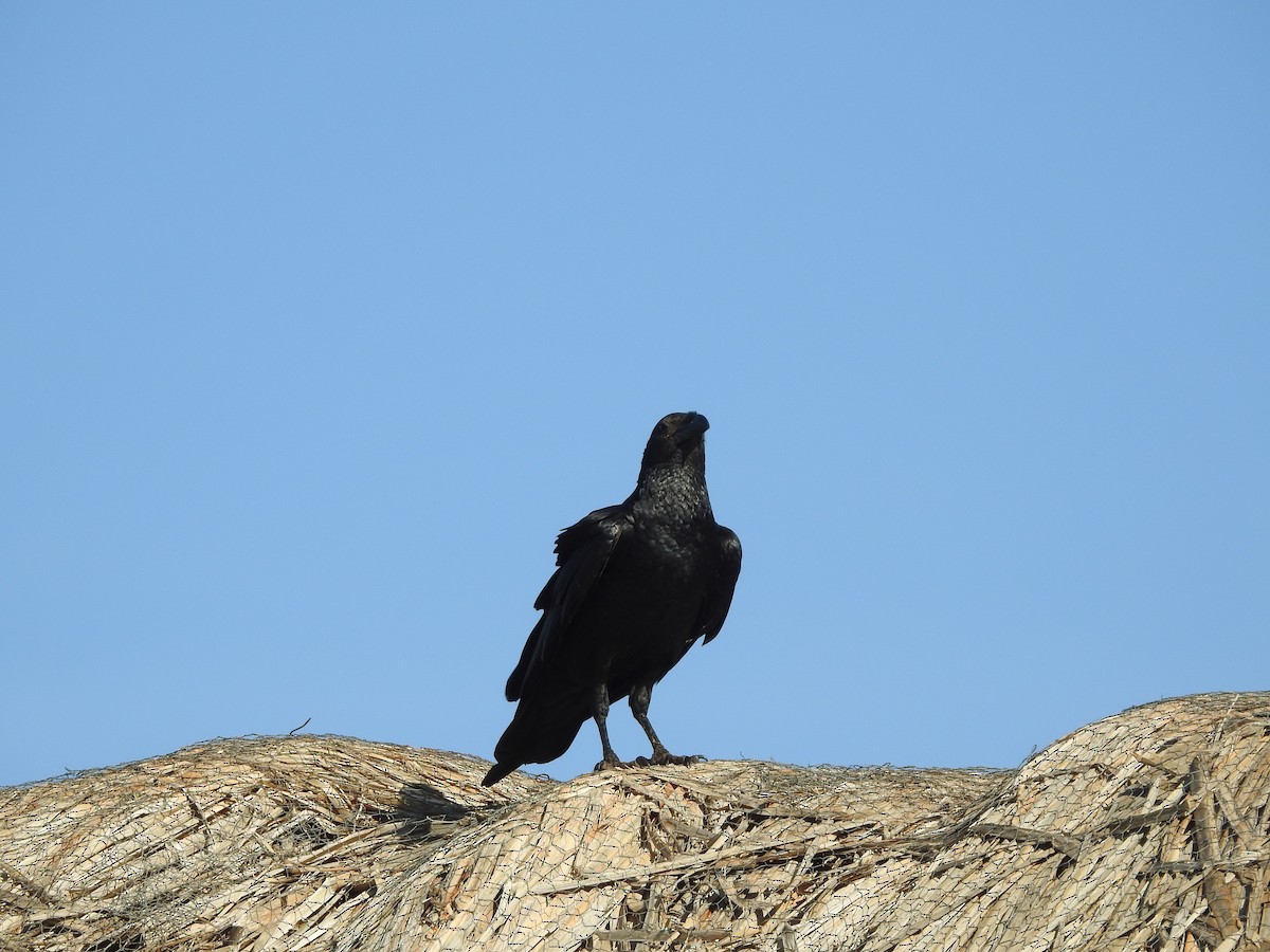 Fan-tailed Raven - ML610958793
