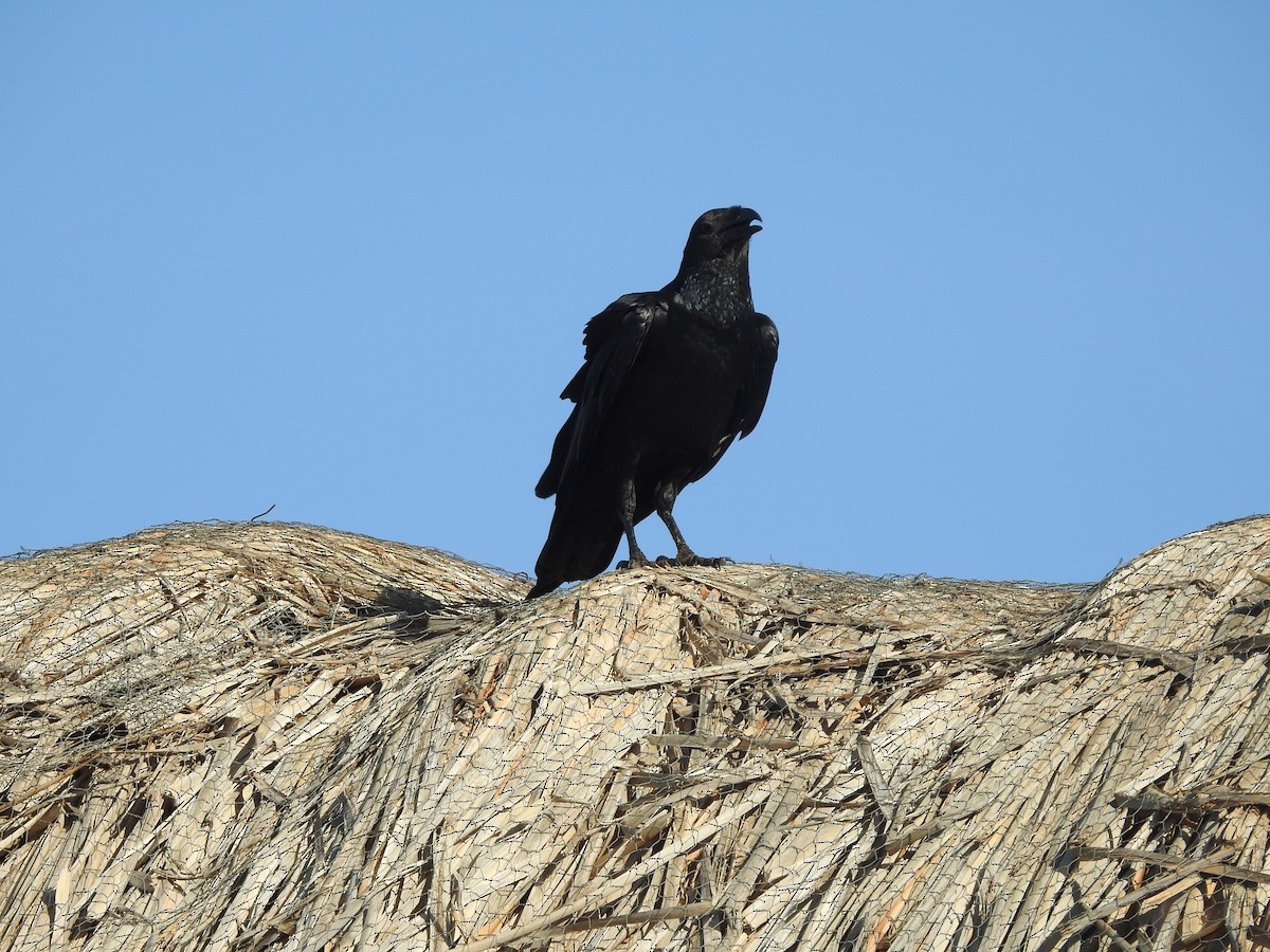 Fan-tailed Raven - ML610958794