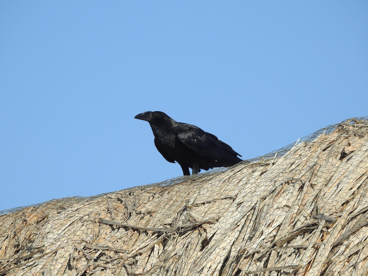 Fan-tailed Raven - ML610958795