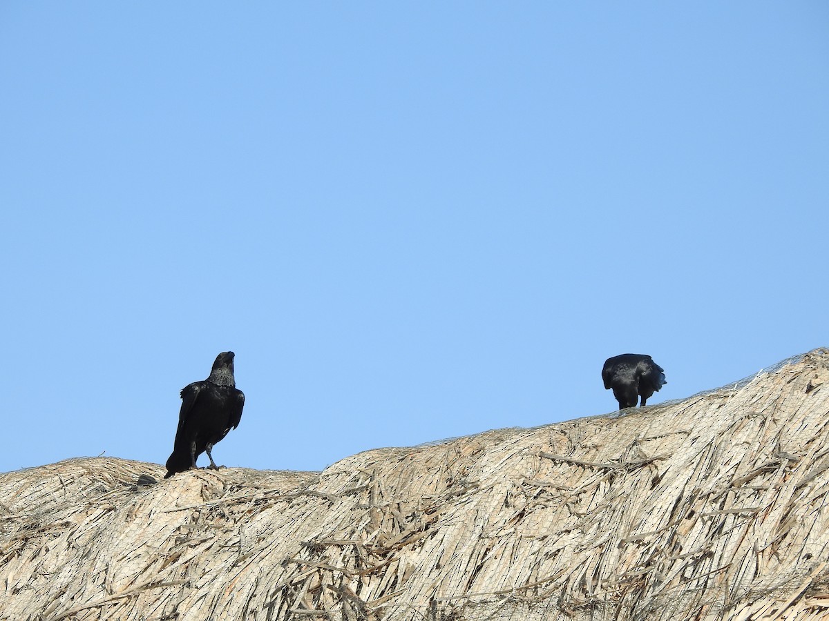 Fan-tailed Raven - ML610958796
