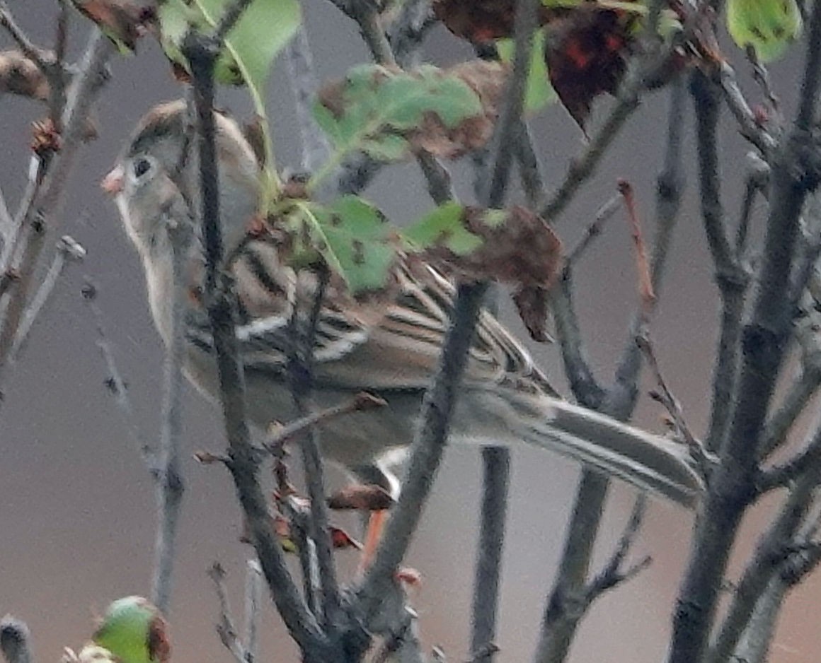 Field Sparrow - ML610958818