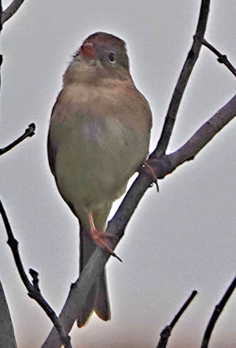 Field Sparrow - ML610958819