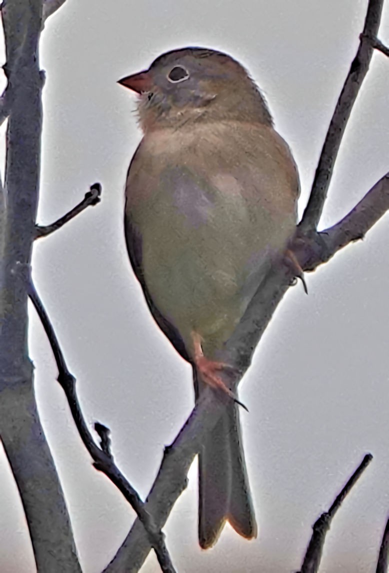 Field Sparrow - ML610958820