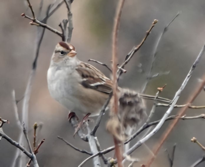 White-crowned Sparrow - ML610958821