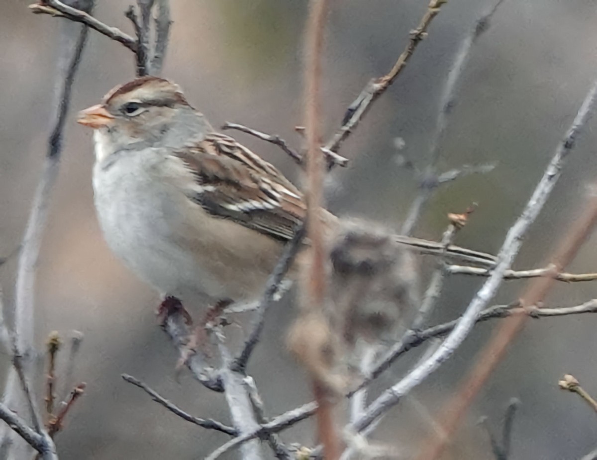 White-crowned Sparrow - ML610958822