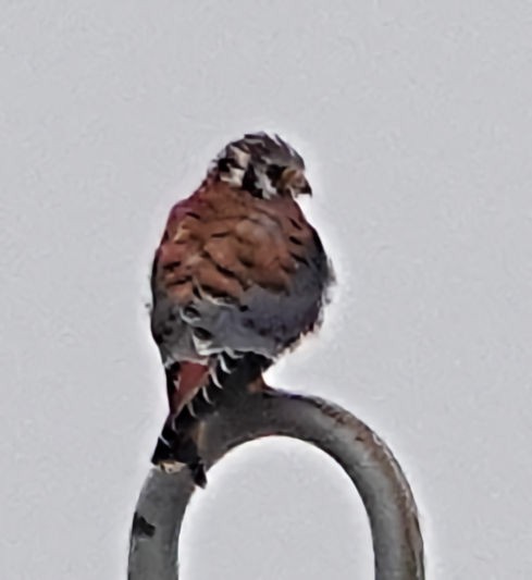 American Kestrel - ML610958838