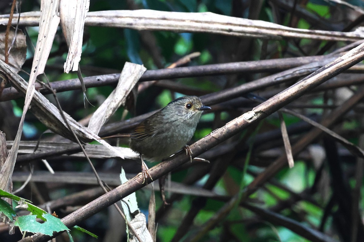 Dusky Fulvetta - ML610958906