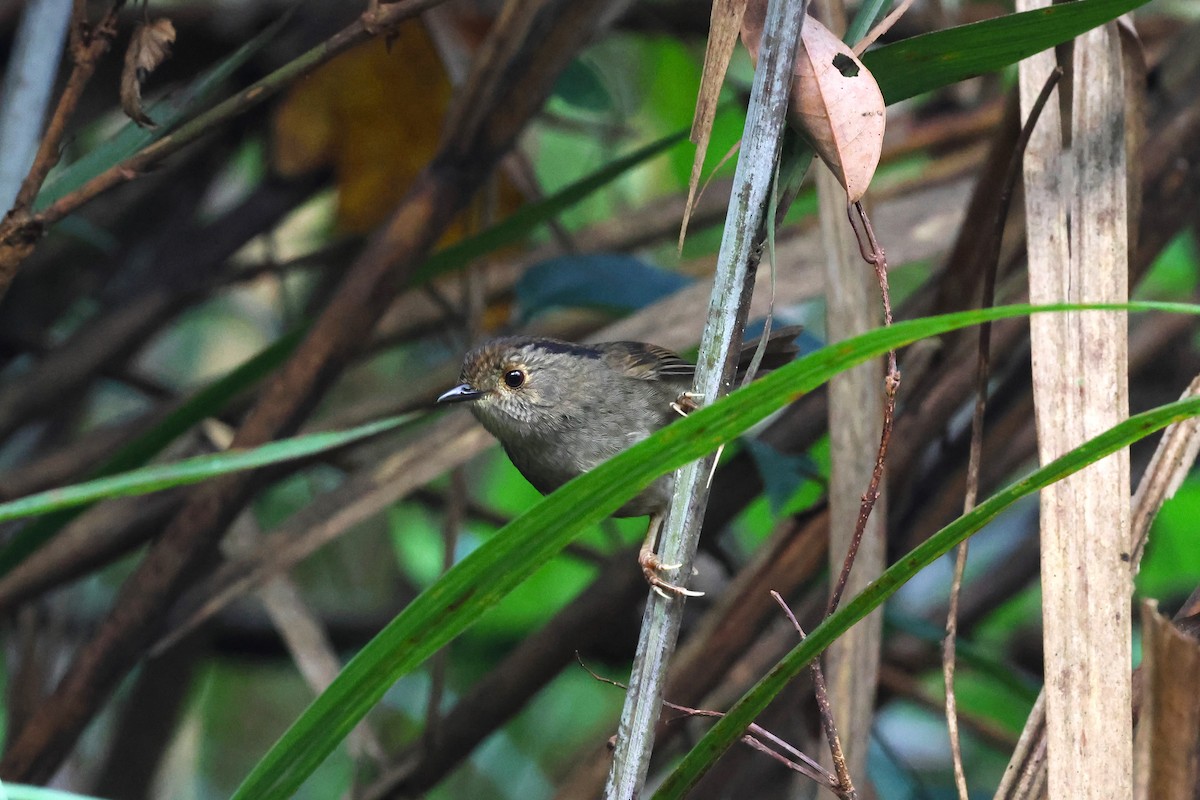 Dusky Fulvetta - ML610958908