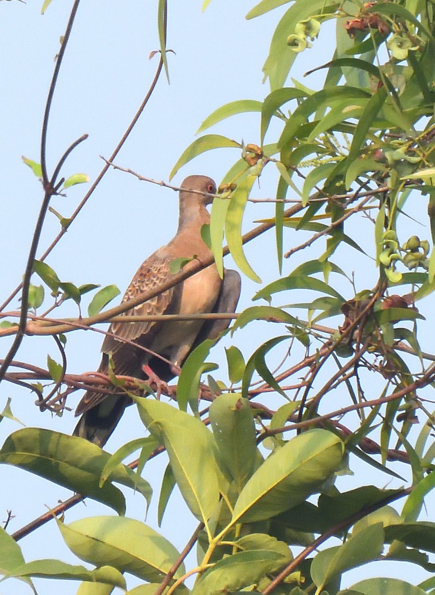 Oriental Turtle-Dove - ML610958917