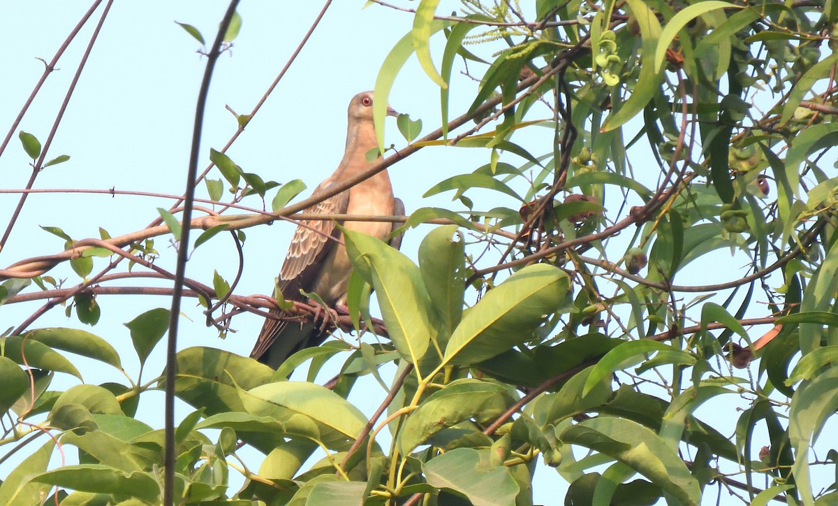 Oriental Turtle-Dove - ML610958918