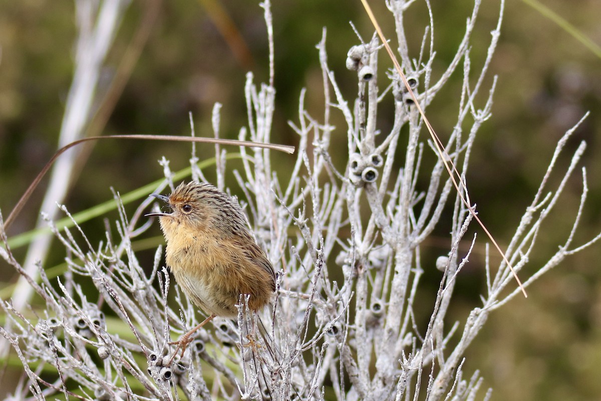 Southern Emuwren - ML610958993