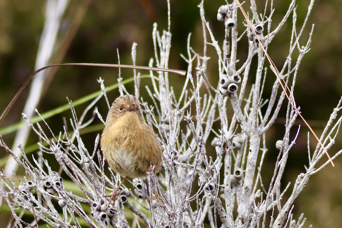 Southern Emuwren - ML610958994