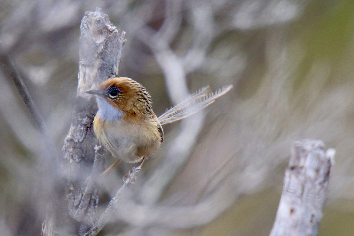 Southern Emuwren - ML610958995