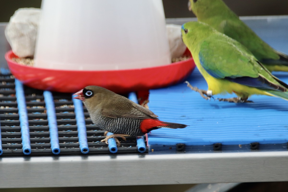 Beautiful Firetail - ML610959010