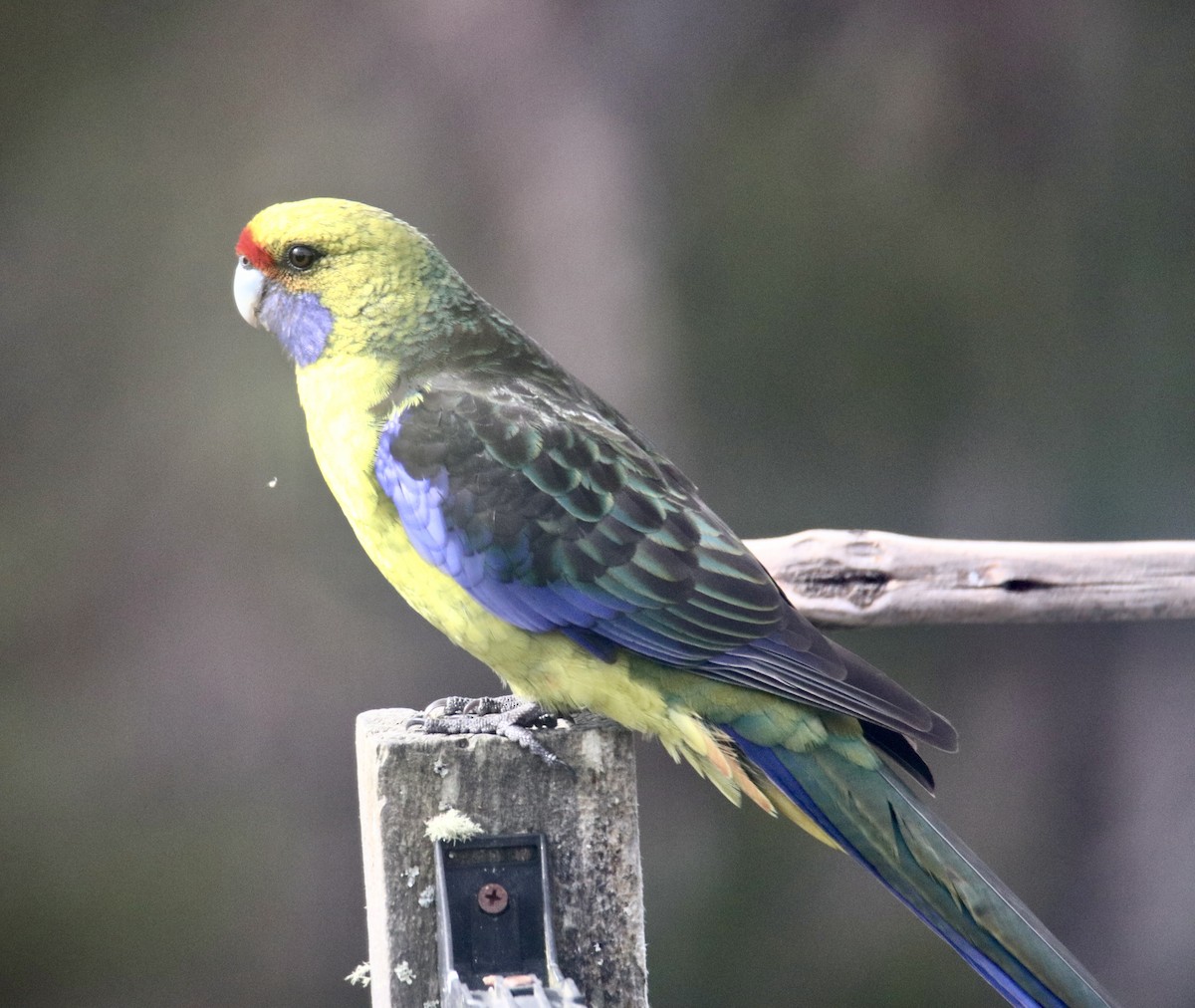 Perico de Tasmania - ML610959016