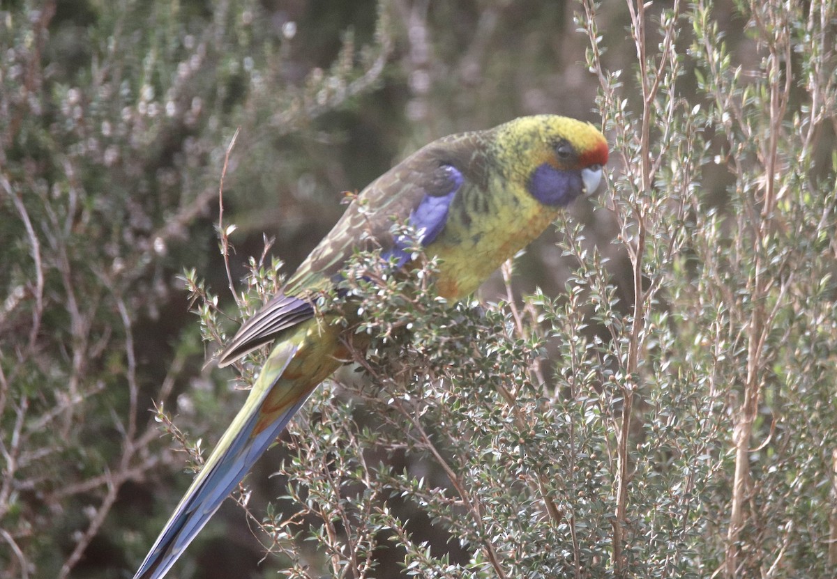 Green Rosella - ML610959017