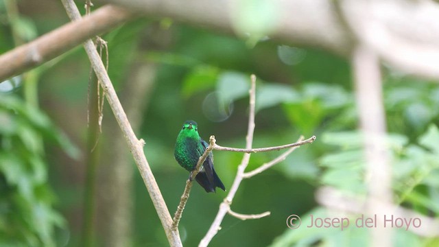 Steely-vented Hummingbird - ML610959021