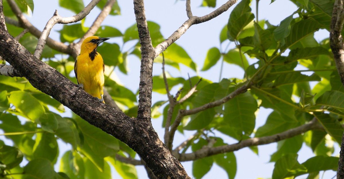 Streak-backed Oriole (Streak-backed) - ML610959023